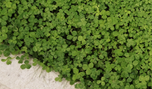 Self-sustaining Microclover could prove key to overcoming more frequent drought conditions