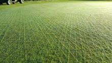How to get the best from your Bent overseeding programme
