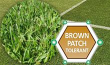 Proven Brown Patch tolerance of DLF’s 4turf® forms basis of brand new mixture for 2022