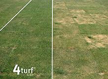 Plan ahead with 4turf® from DLF to ease the pain of spring & summer drought 