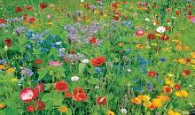 New Masterline ‘Colour Boost’ flower mixtures add impact to any open space