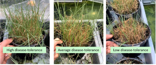 Trial of grass varieties in separate pots to find the most tolerant to brown patch